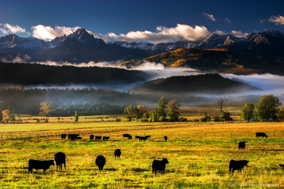Pleasant Valley Cattle.jpg